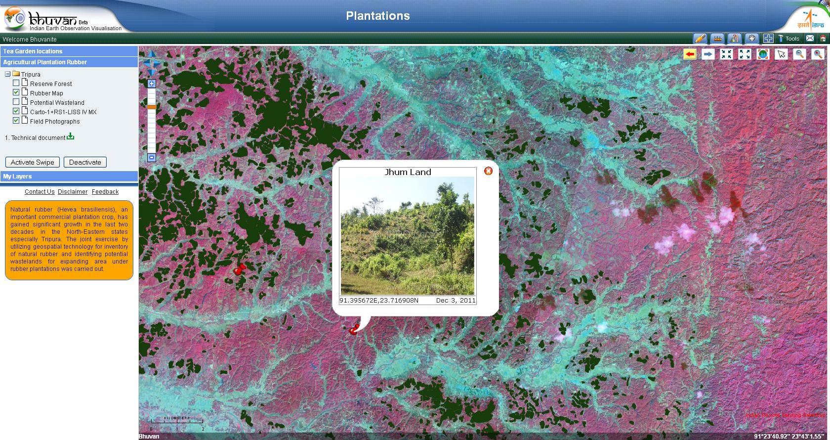 Plantation-Rubber